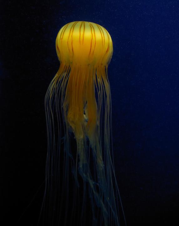 Jelly Fish Curves | Shutterbug